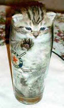Poor Kitty